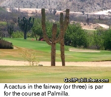 Cactus on Palmilla's Fairway